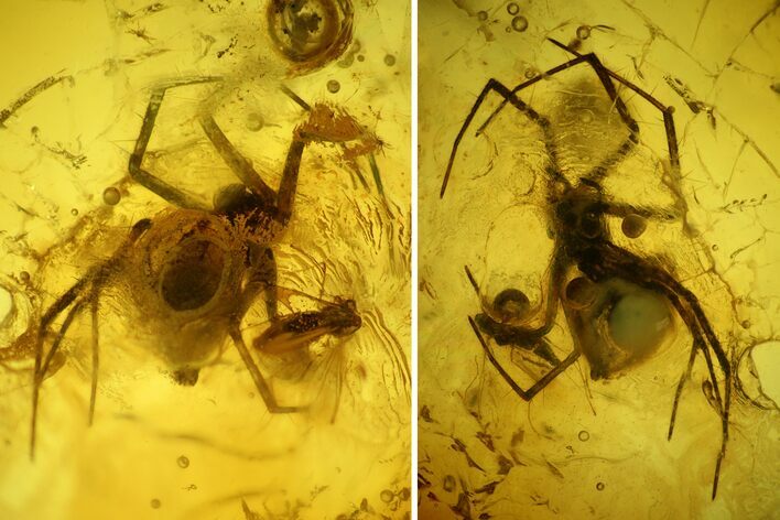 Fossil Fly (Diptera) and a Spider (Araneae) In Baltic Amber #150694